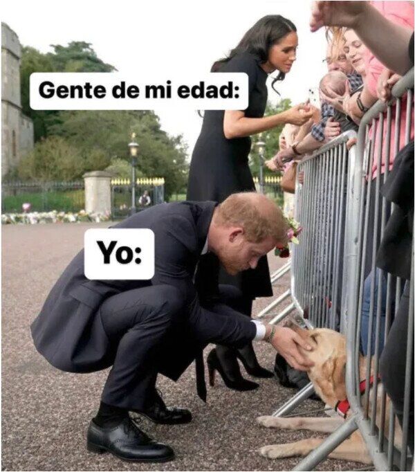 Meme_otros - No puedo ejercer mis responsabilidades si hay un perrete al que achuchar