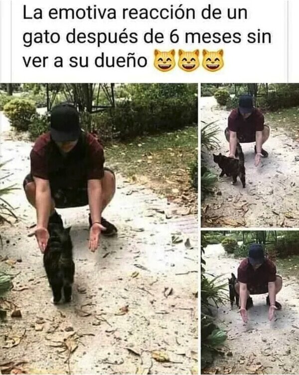 Meme_otros - Los gatos son todo amor
