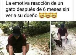 Enlace a Los gatos son todo amor