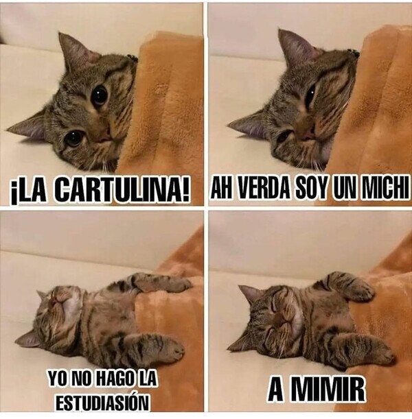 Meme_otros - Misifú vive sin preocupaciones