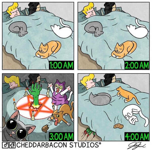 Otros - Lo que hacen los gatos por la noche