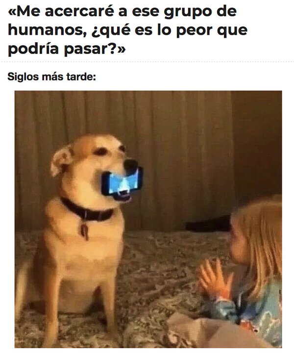 Meme_otros - ¿Cómo los humanos humillamos tanto a nuestros perros?