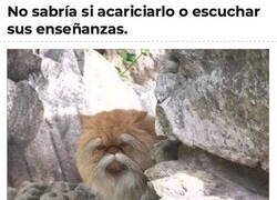 Enlace a El Maestro Michi