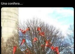 Enlace a El árbol que da conos