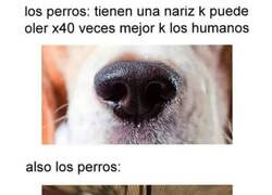 Enlace a Para lo que utilizan su gran olfato