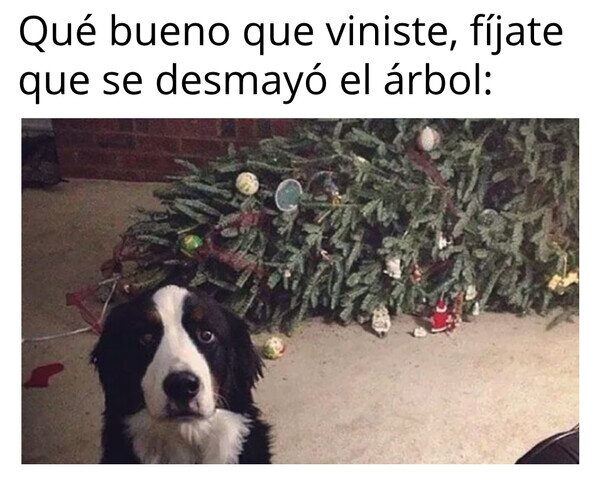 Meme_otros - Yo no hice nada...