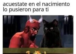 Enlace a La voz interior de los gatos