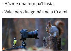 Enlace a Quién diría que son animales