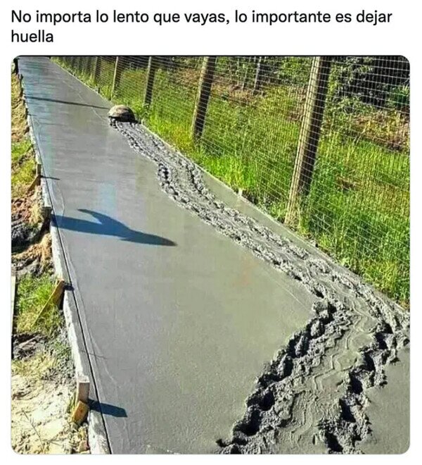 Meme_otros - ¡Maldita seas, Perry, la tortuga!