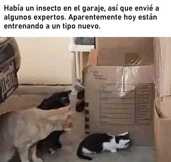 A_nadie_le_importa - Chico nuevo está haciendo un gran trabajo