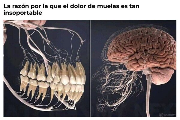 Meme_otros - Todo conecta con el cerebro