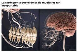 Enlace a Todo conecta con el cerebro