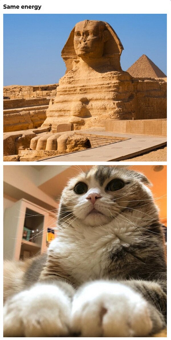 Meme_otros - El gato esfinge