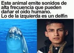 Enlace a Sonidos que dañan el oído humano