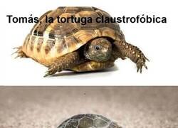 Enlace a Pobre Tomás...