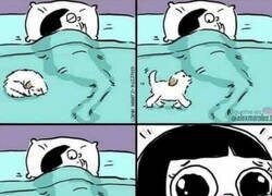 Enlace a Si no tienes mascota no podrás entenderlo