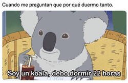 Enlace a Ojalá ser un koala