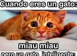 Enlace a Esto sí que es inteligencia