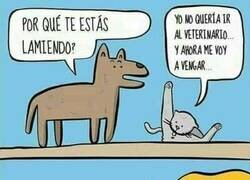 Enlace a Venganza, dulce venganza