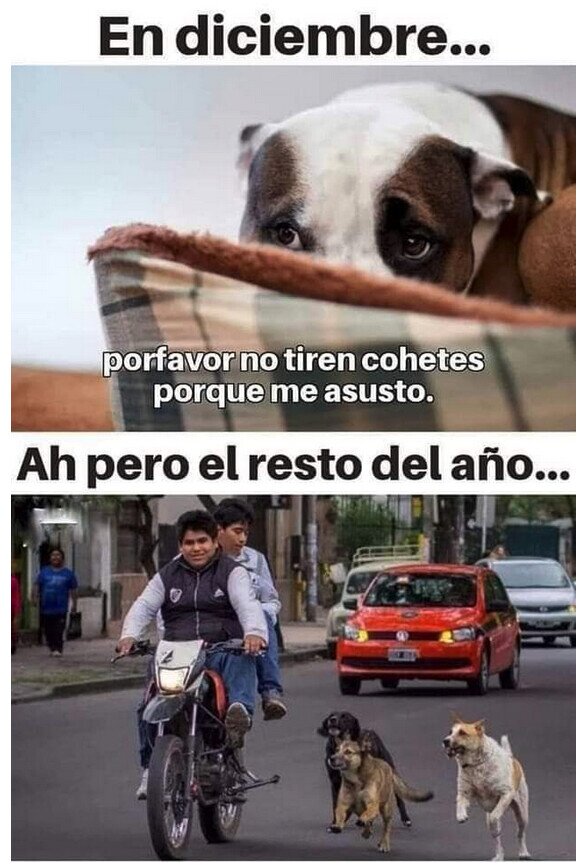 Meme_otros - Malditos y adorables perros