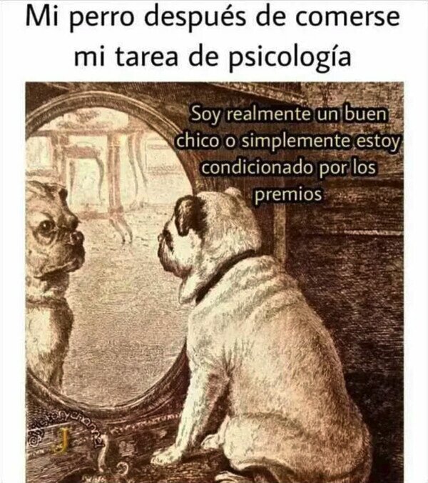 Meme_otros - El perro pensador