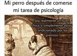 Enlace a El perro pensador