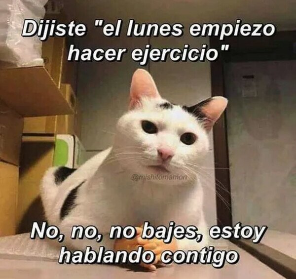 Otros - No ignores al gato