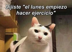 Enlace a No ignores al gato