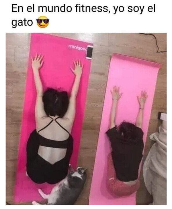fitness,gato,tumbado
