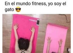 Enlace a Como gato panza arriba