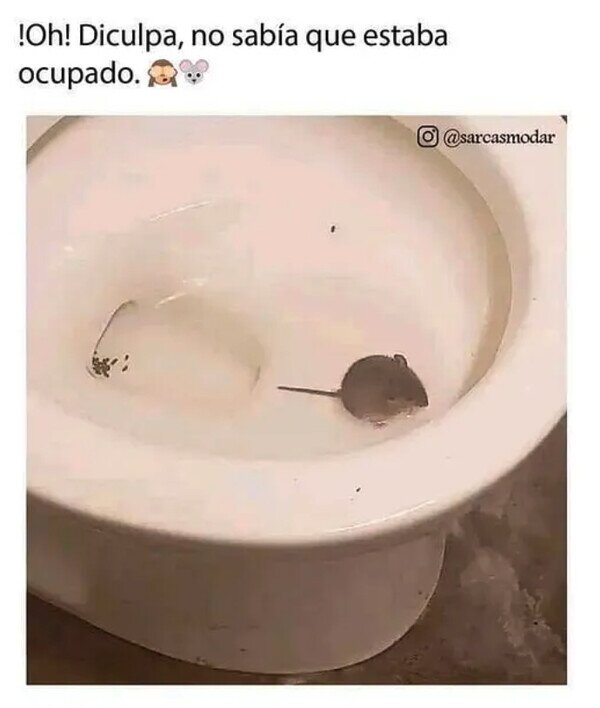 Meme_otros - Disculpe, Sra. Rata