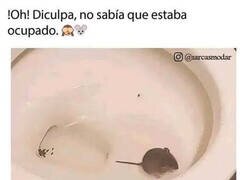 Enlace a Disculpe, Sra. Rata