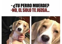 Enlace a El perro juzgón