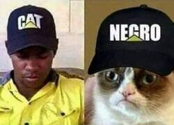 Enlace a Grumpy cat está furioso