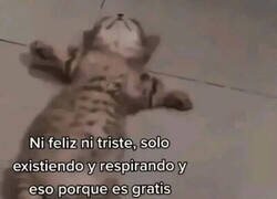 Enlace a Algo es algo