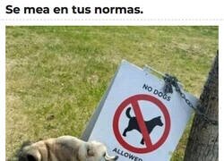 Enlace a Que nadie te diga lo que no puedes hacer