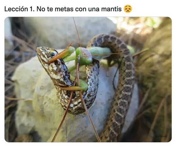 Meme_otros - Nunca confíes en una mantis