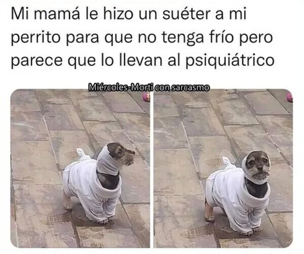 jersei,frío,perro,psiquiatrico