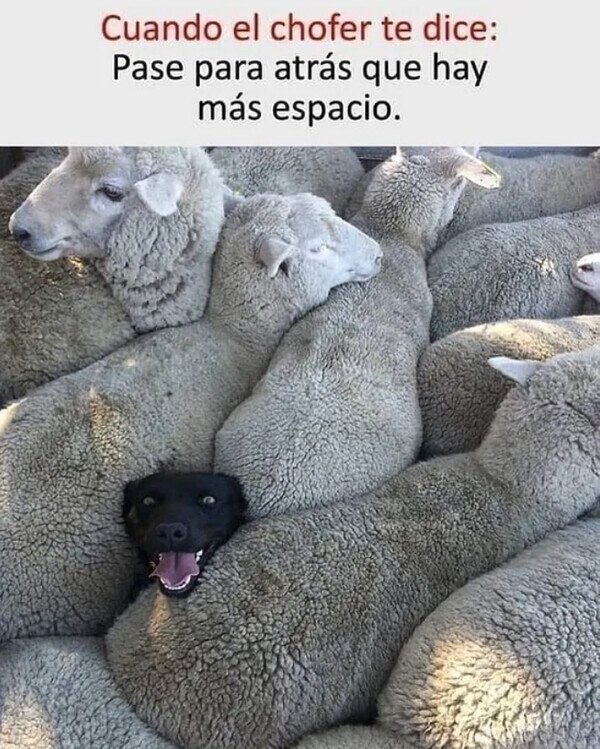 Meme_otros - Cuando el bus viene lleno