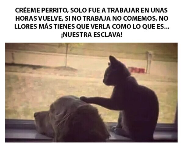 Otros - Mi perro y mi gato en casa mientras trabajo