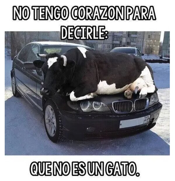 Meme_otros - Se me posó un animalito en el coche