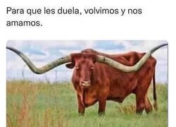 Enlace a Es lo que un cornudo diría