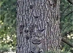 Enlace a Difícil de distinguir