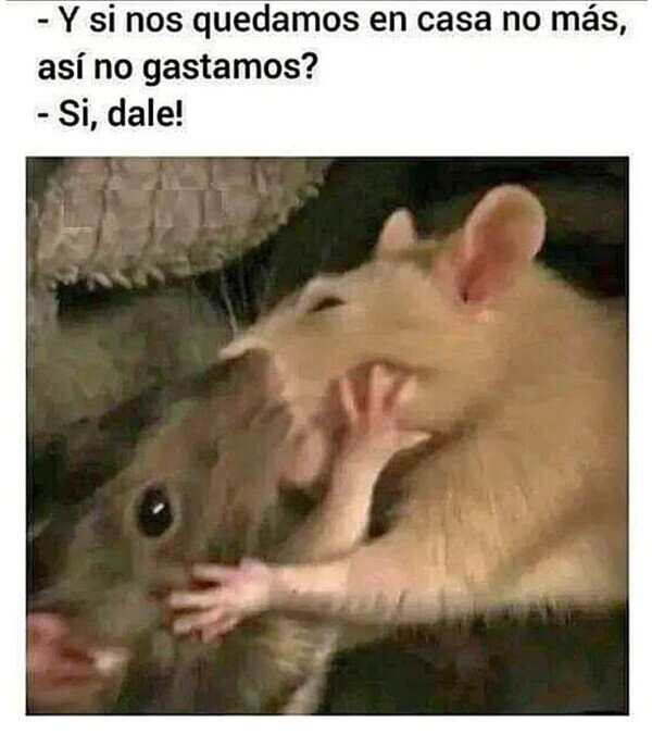 Meme_otros - Somos dos ratitas que se quieren