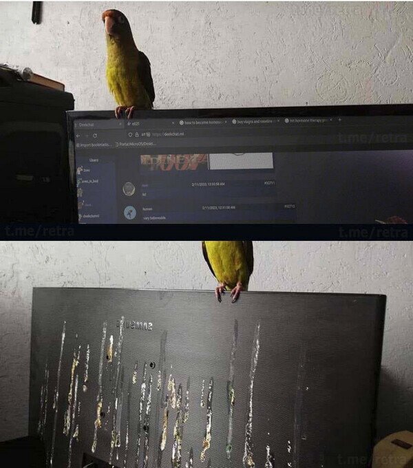 Meme_otros - Qué majo el pajari... ¡NOOO!