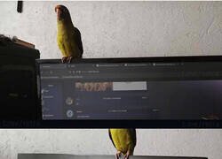 Enlace a Qué majo el pajari... ¡NOOO!