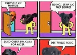 Enlace a Lo que piensan los perros cuando se quedan solos