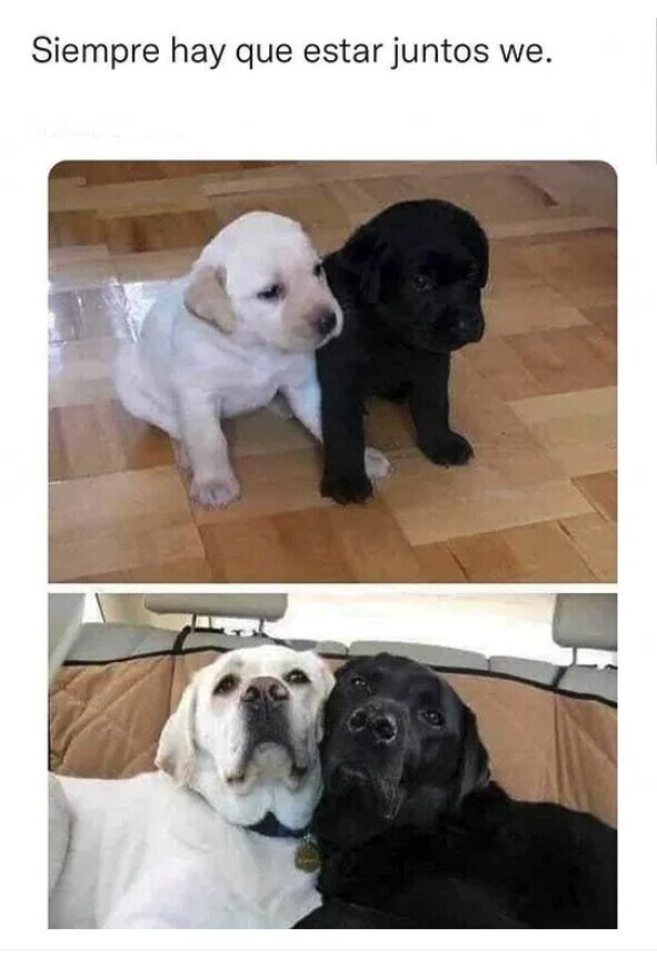 Meme_otros - Juntitos para siempre