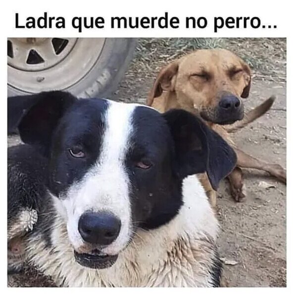 Otros - El perro fumado