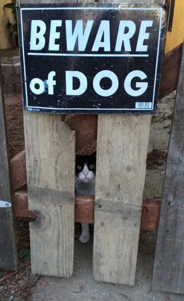 Meme_otros - ¡Cuidado con el perro!